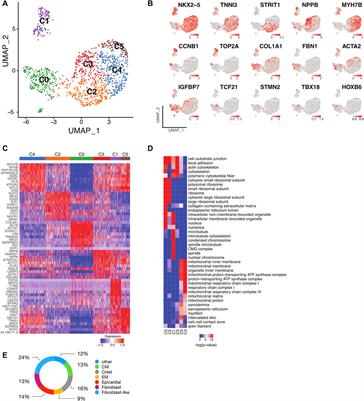 Single-cell transcriptomic profiling reveals specific maturation signatures in human cardiomyocytes derived from LMNB2-inactivated induced pluripotent stem cells